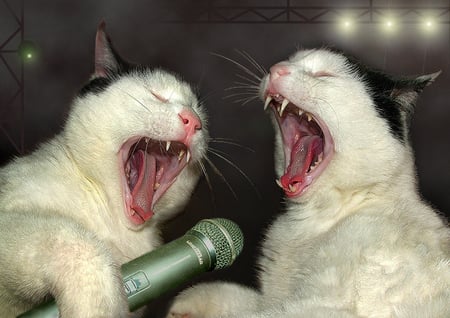 LAAA, LAAA, LAAA - singing, cats, animals, feline