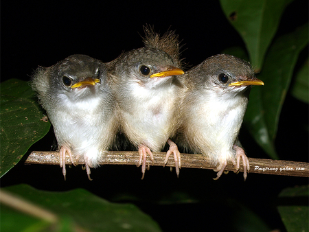 KEEPING WARM TOGETHER - baby, feathers, animals, birds