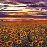 Sunflowers