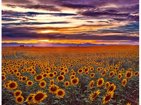 Sunflowers - picture, colors, sunflowers, sunset