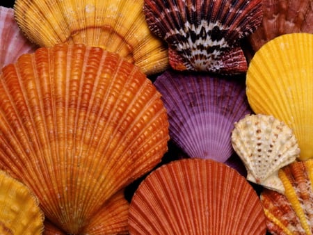 Colorful shells - nice, interesting, cool, beautiful, colorful, shells, lovely, sea