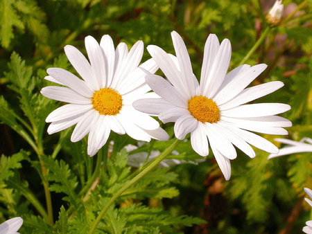 Daisies - daisies, flowers, grass, nature