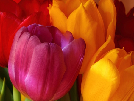 Tulips for Your Soul My Love ..... - red, tulips, pink, beauty, beautiful, flowers, lovely, yellow