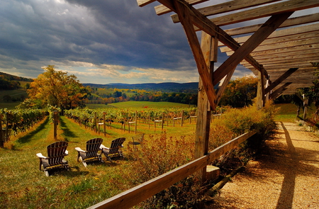 Vineyard afternoon - afternoon, vineyard, nature, beautiful, field