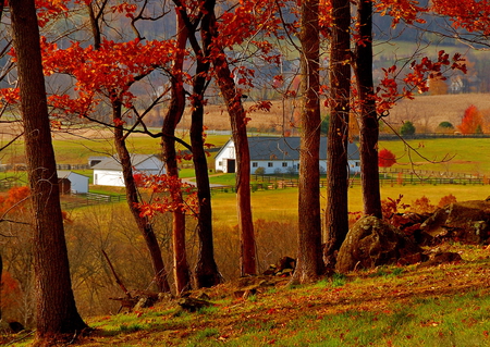 Looking through the trees - nature, autumn, house, trees