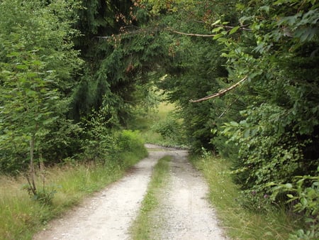 Straja Retezat - forest, road, straja, tree, romania, retezat