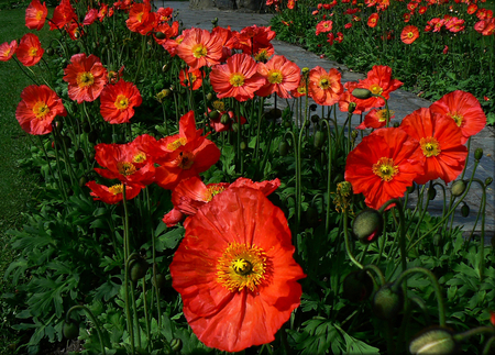 Poppies - nature, flowers, poppies, red