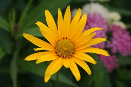 one sun - yellow flower, beatiful, prince edward island, flower