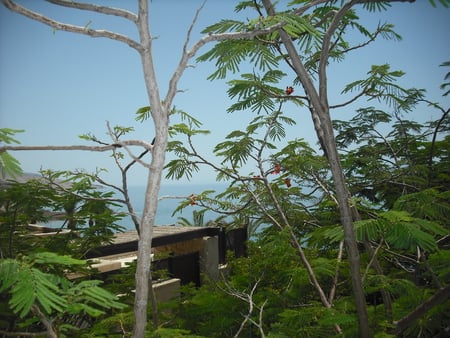 alive woods - trees, blue, beach, jordan, dead sea