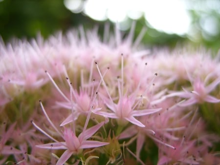 pinky - macro, pink, beautiful, close, flower