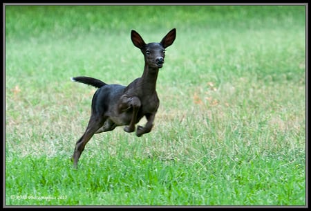 Black Fawn - jumping, black, leap, fawn, deer