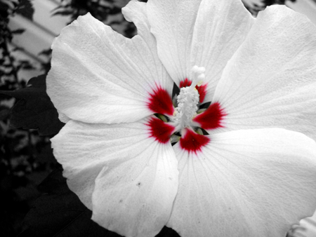 Red Flowers On Black Background Wallpaper Flowers Healthy