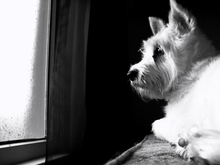 Ruby - dog, black and white, west highland terrier, puppy