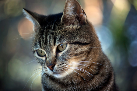 Tabby - beautiful, tabby, cute, hd, adorable, cat, kitty