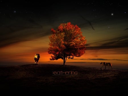 Sunset tree (Photoshop) - sky, photoshop, tree, sunset, nature