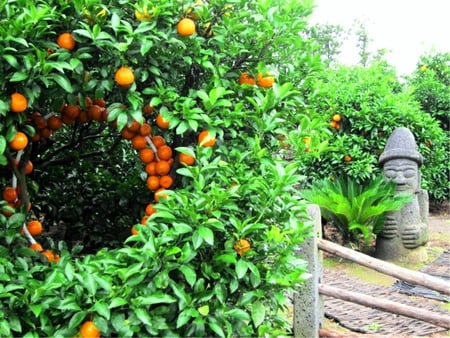 Orange Orchards and Stone Statue - orchards, patron, stone statue, oranges