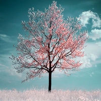 Pink Tree