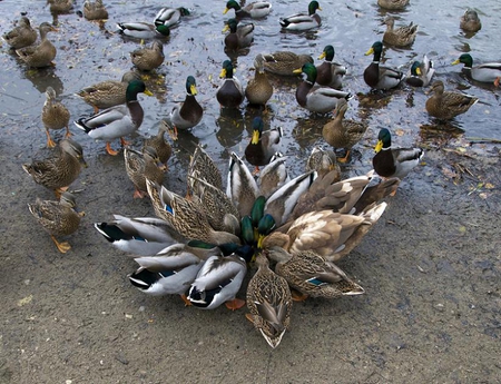 MEETING OF THE MINDS - ducks, feathers, animals, birds