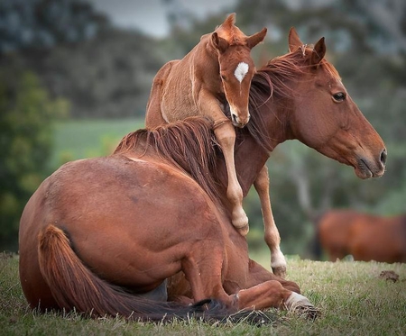 GIMME A RIDE DADDY - animal, ride, horse, foal