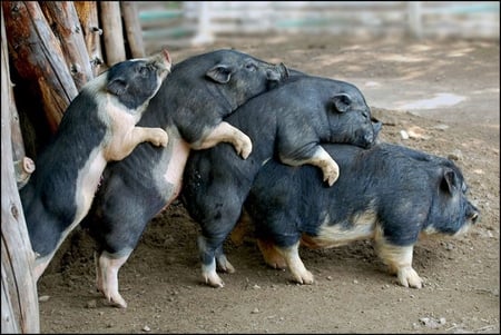 CONGO LINE - pigs, swine, dance, animals