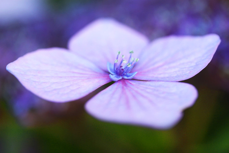 purple hydrangea - nature, purple, blooms, hydrangea, flowers