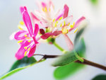 pink Fuchsia flowers