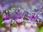 blue purple hydrangea