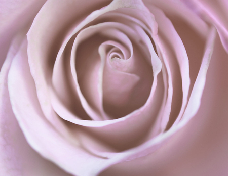 Pretty soft rose - flowers, nature, rose, soft