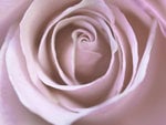 Pretty soft rose