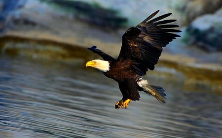 BIRD OF PREY - majestic, eagle, prey, bird