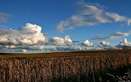 Autumn_Cloud - sky, fields, clouds, autumn