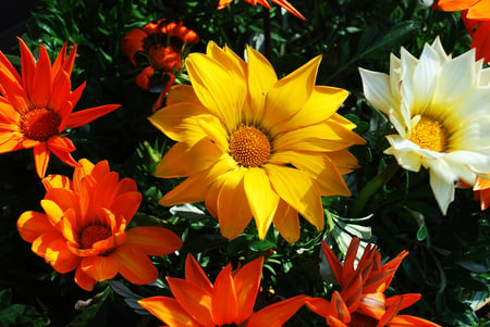 Gazania - flower, gazania, beautiful, flowers, colorful