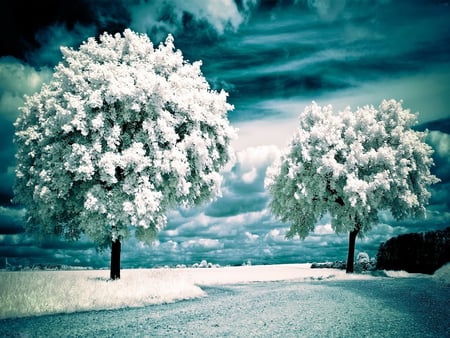 Trees in winter - bluff, winter, trees, nature, snow