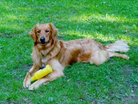 A break from play - play, retriever, jazz, dog, golden