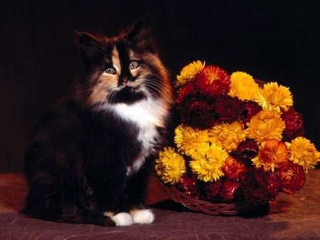 Kitten-with-a-bouquet-of-flowers - flowers, animal, kitten, nice, bouquet, cat