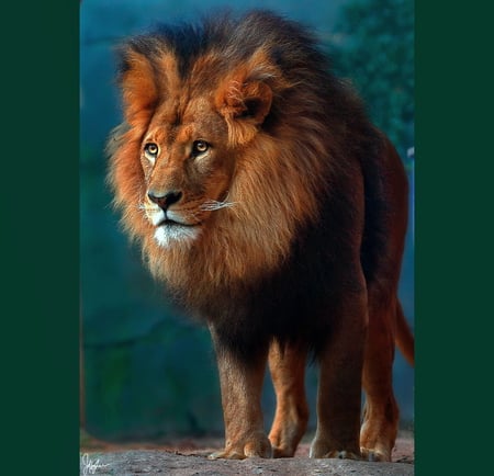 The new King - male, hunter, head of the pride, black mane, africa, lion, power, young