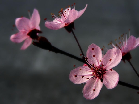 Sakura-flowers - nature, sakura, flower, pink