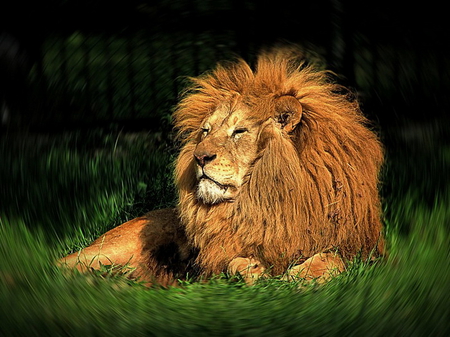 End of a reign - male, lion, mane, resting, king, africa, battle scars, grass, old