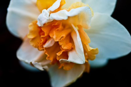 lichtgestalt - nature, colors, macro, flower