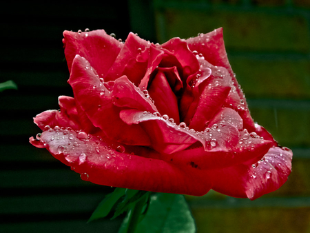 opening_petals - nature, red, wet, rose, flower