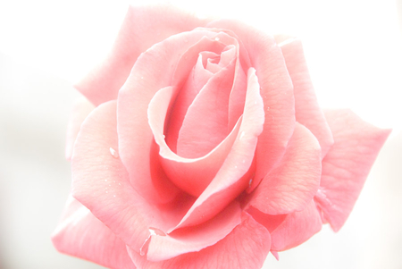 ghost_rose. - nature, love, pink, rose, flower