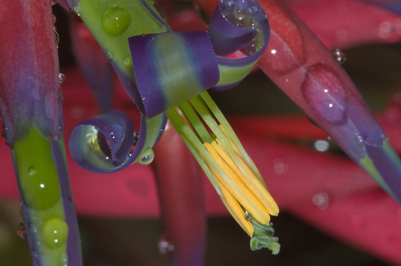 Flower Close-up - beauty, nature, purple, yellow, close-up, red, green, flower