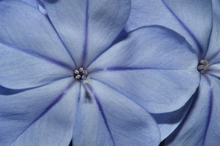 Blue Flowers - nature, beauty, blue, close-up, flower