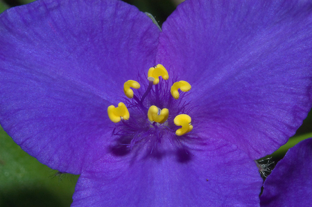 Purple Flower - nature, beauty, purple, close-up, flower