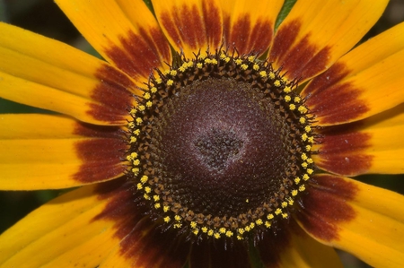 Yellow Flower - nature, beauty, yellow, close-up, flower