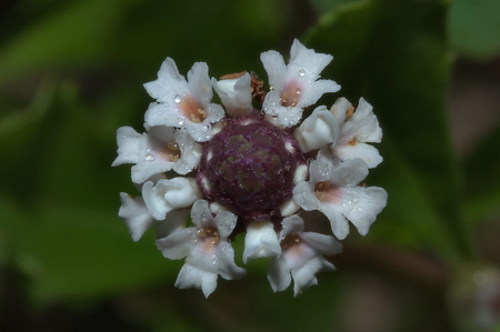 Lil White Flowers - flowers, nature, whire, lil, beauty