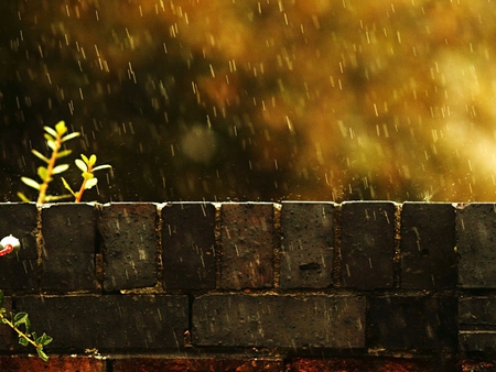 Rain - sunset, flower, rain, wall