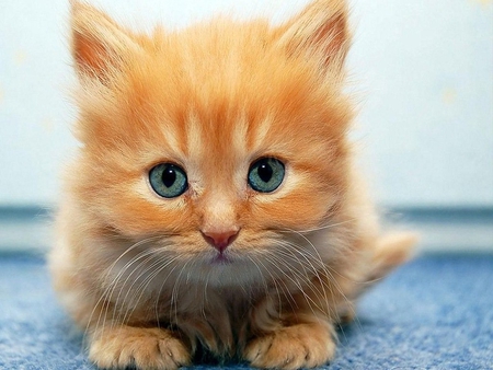 Big eye cat - animal, kitten, pet, cat, sweet, feline