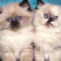 Persian kittens