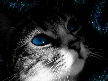 Blue eye cat - animal, kitten, pet, cat, sweet, feline